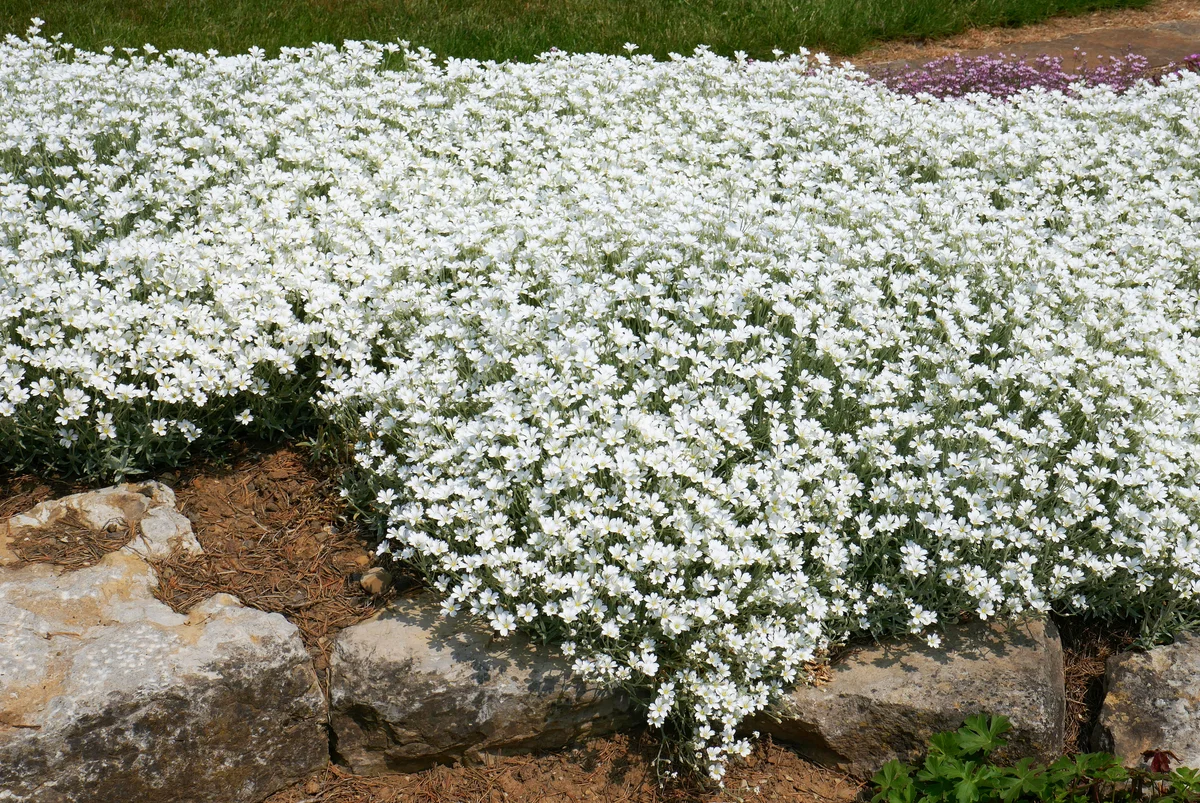 cerastium tomentosum snow in summer rock garden plant