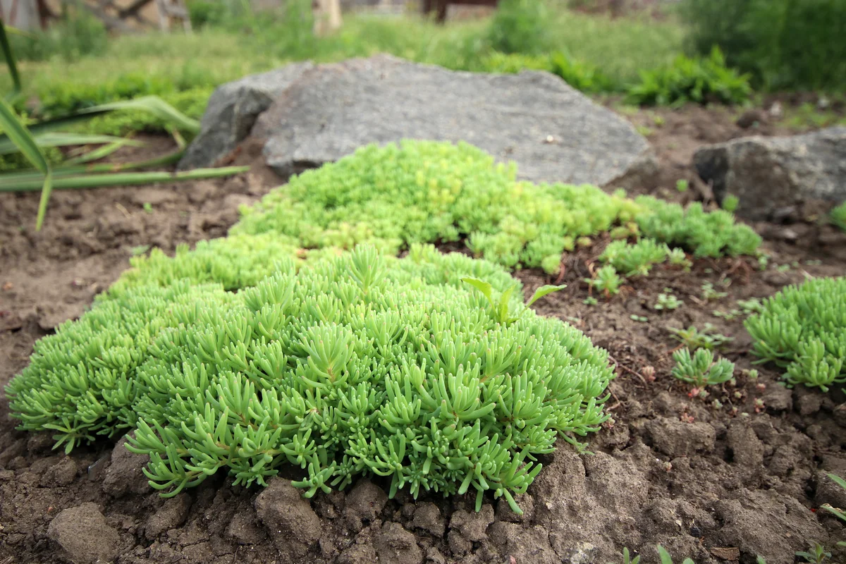 sedum white stonecrop rock garden plant