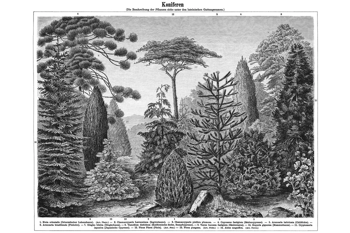 Old engraved illustration of Conifers