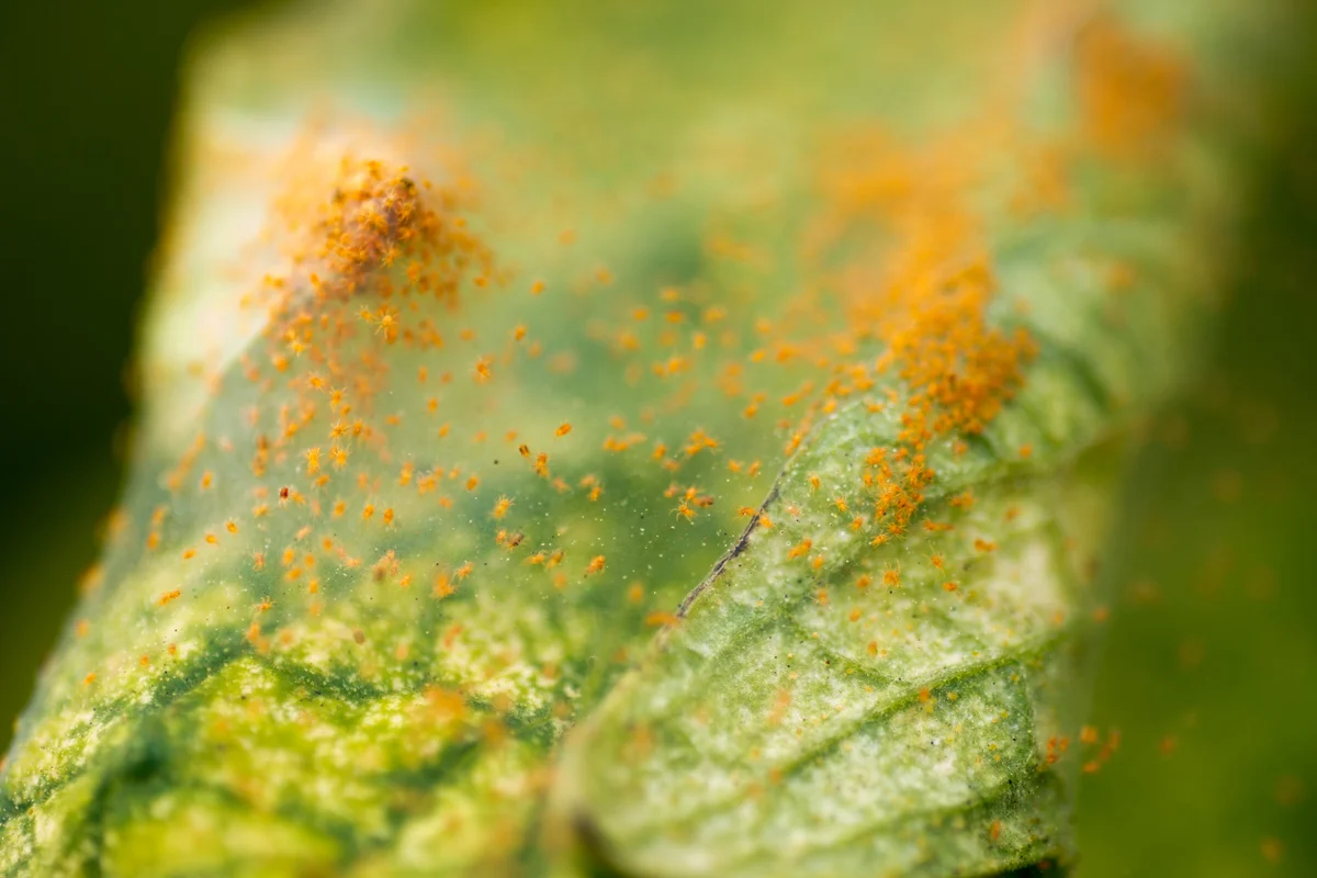 red spider mites on tomato leaf