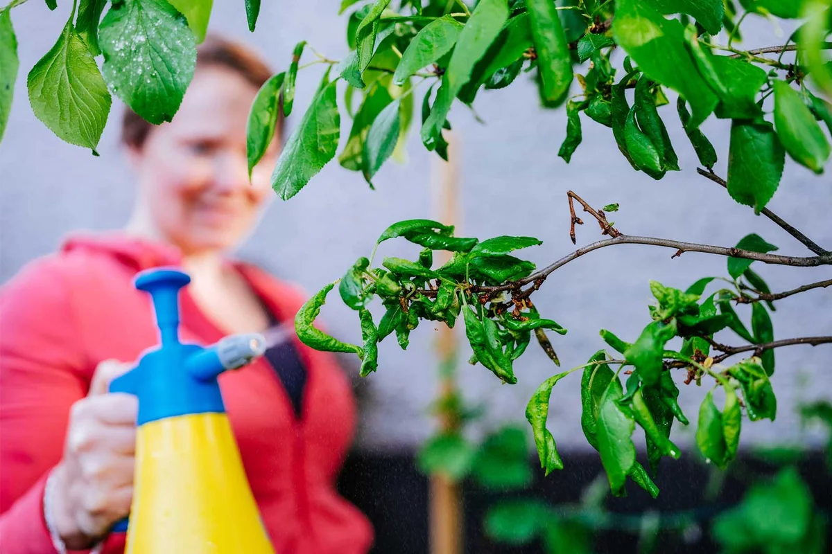 woman spraying plant leaves with soap and water mixture