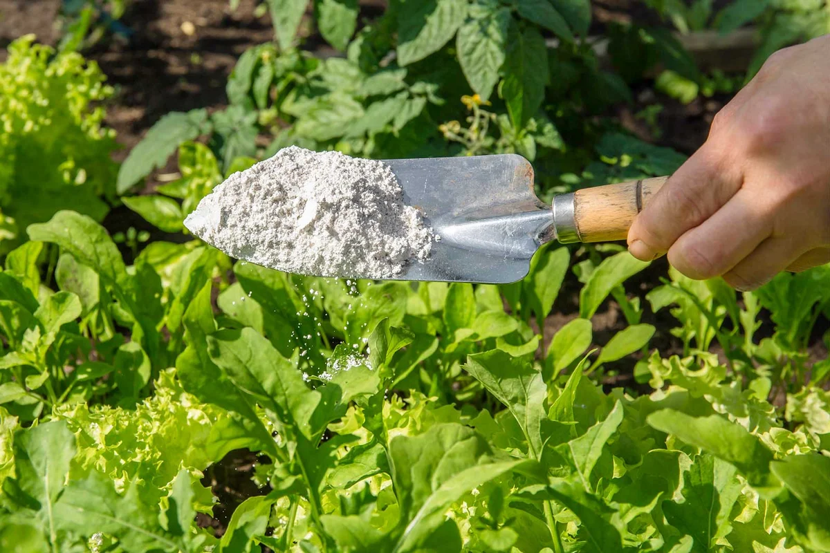 Gardener sprinkle Diatomaceous earth powder