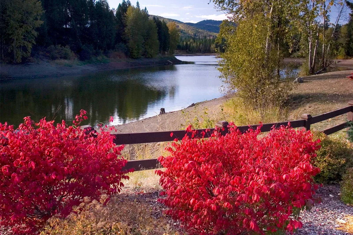 autumn landscape by lake with burning bush red foliage