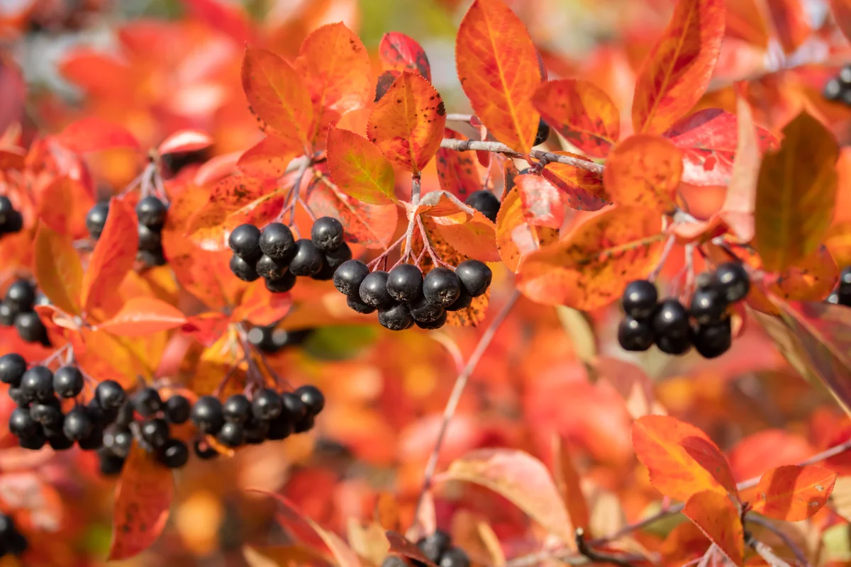 chokeberry in autumn red foliage