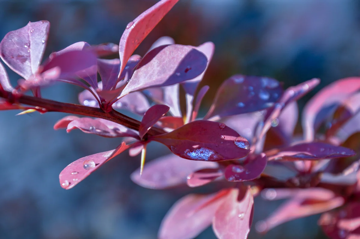 berberis thunbergii Atropurpurea Nana red autumn foliage