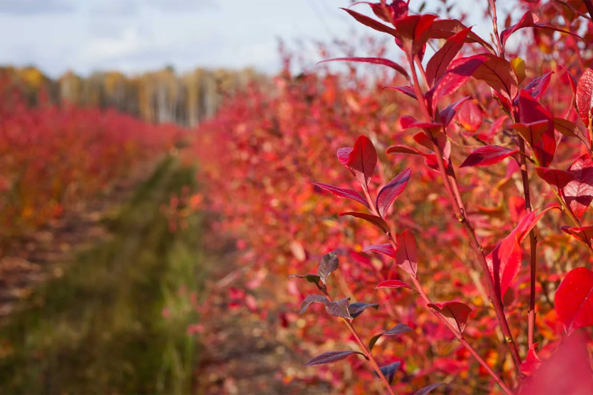 high blueberry bushes red foliage autumn