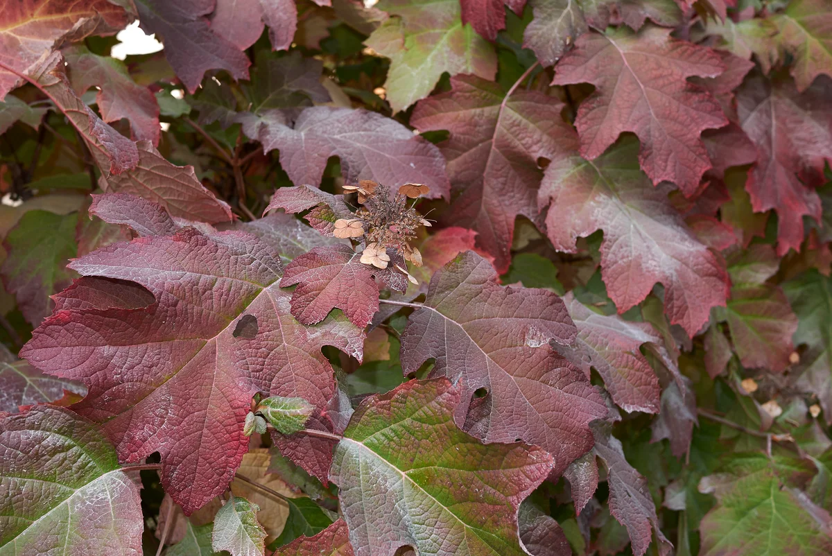 Oakleaf Hydrangea red foliage autumn