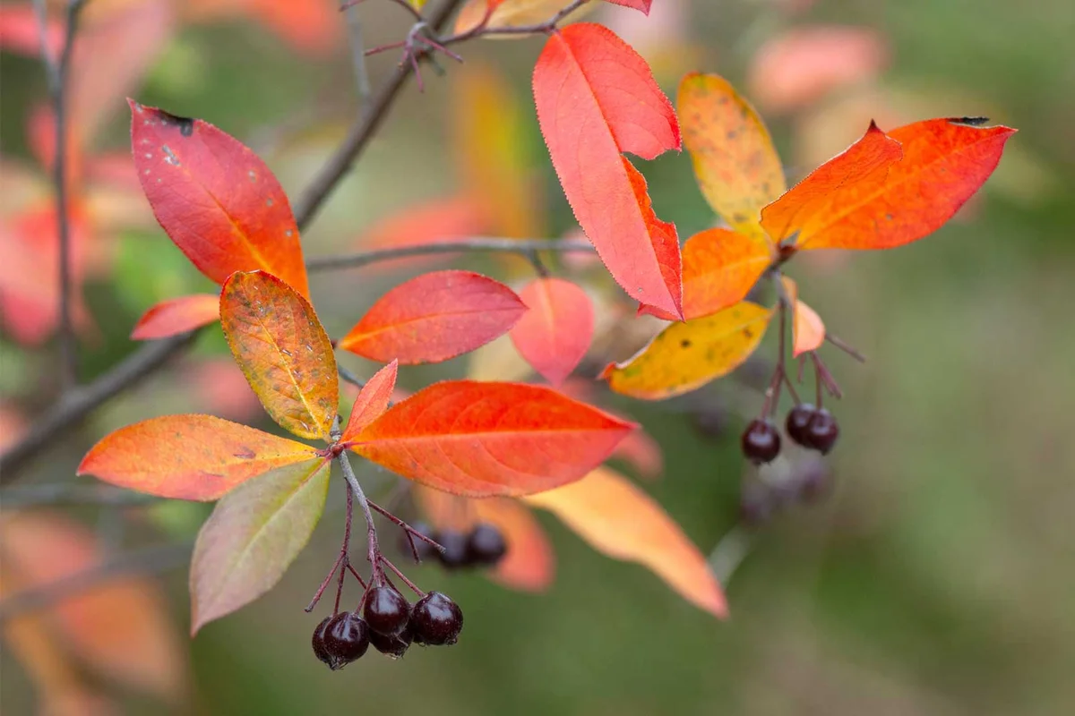red chokeberry plant autumn foliage