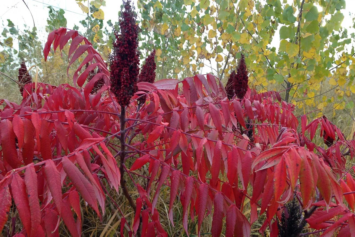 smooth sumac plant red autumn foliage