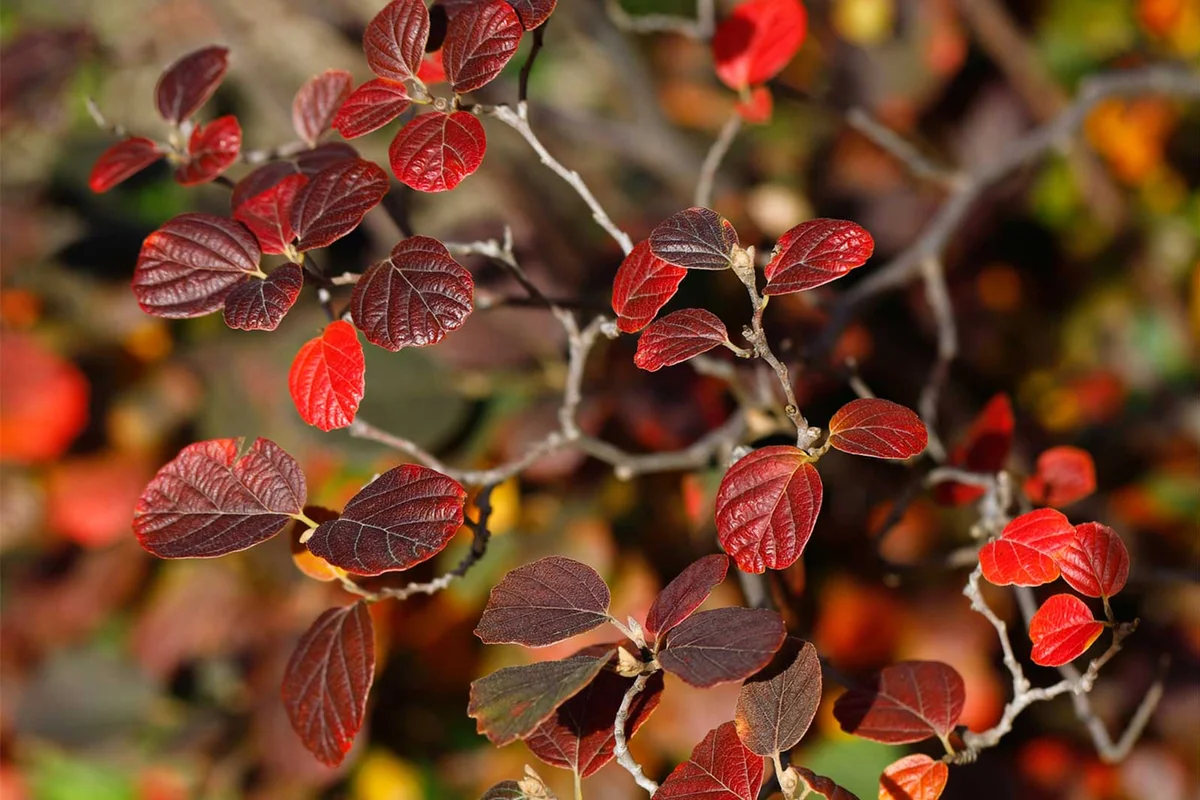 witch alder plant red foliage autumn