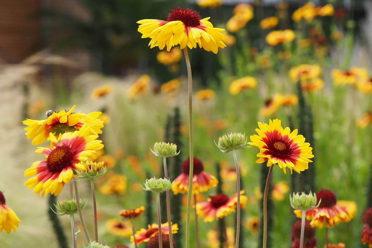 Yellow Blanket Flowers