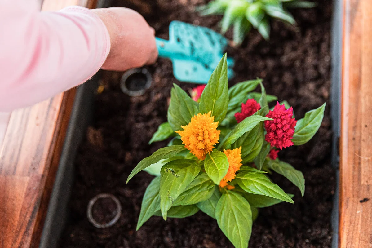 a child holds a turquoise shovel and plants Celosia argentea