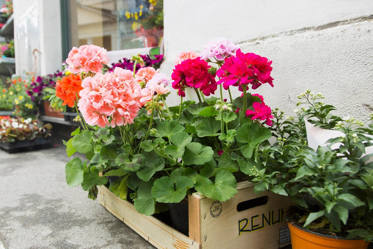 Potted plants and crates of flowers on tarmac kerb outside florist shop