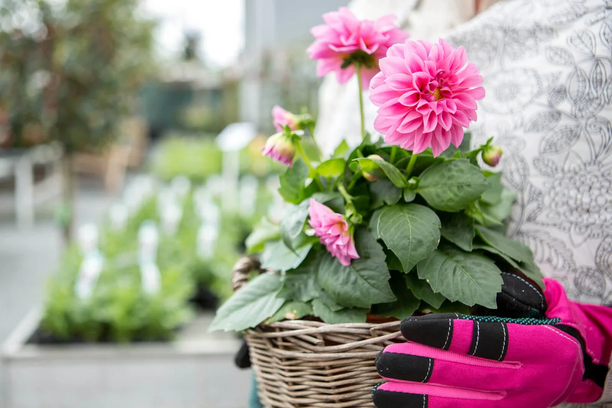 Woman with dahlia