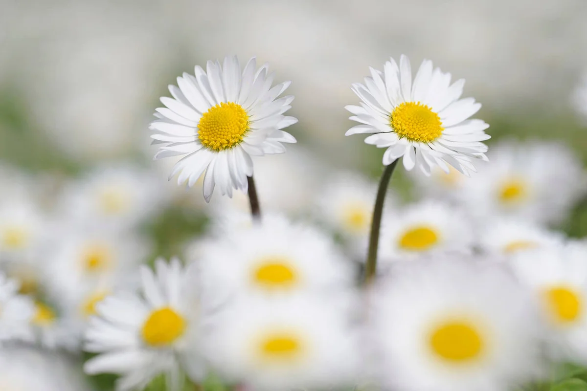 Daisies (Bellis perennis)