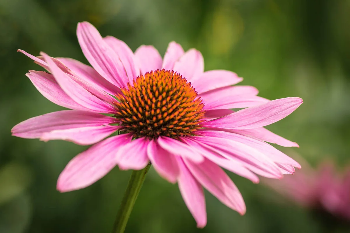 Coneflower Blooming Outdoors