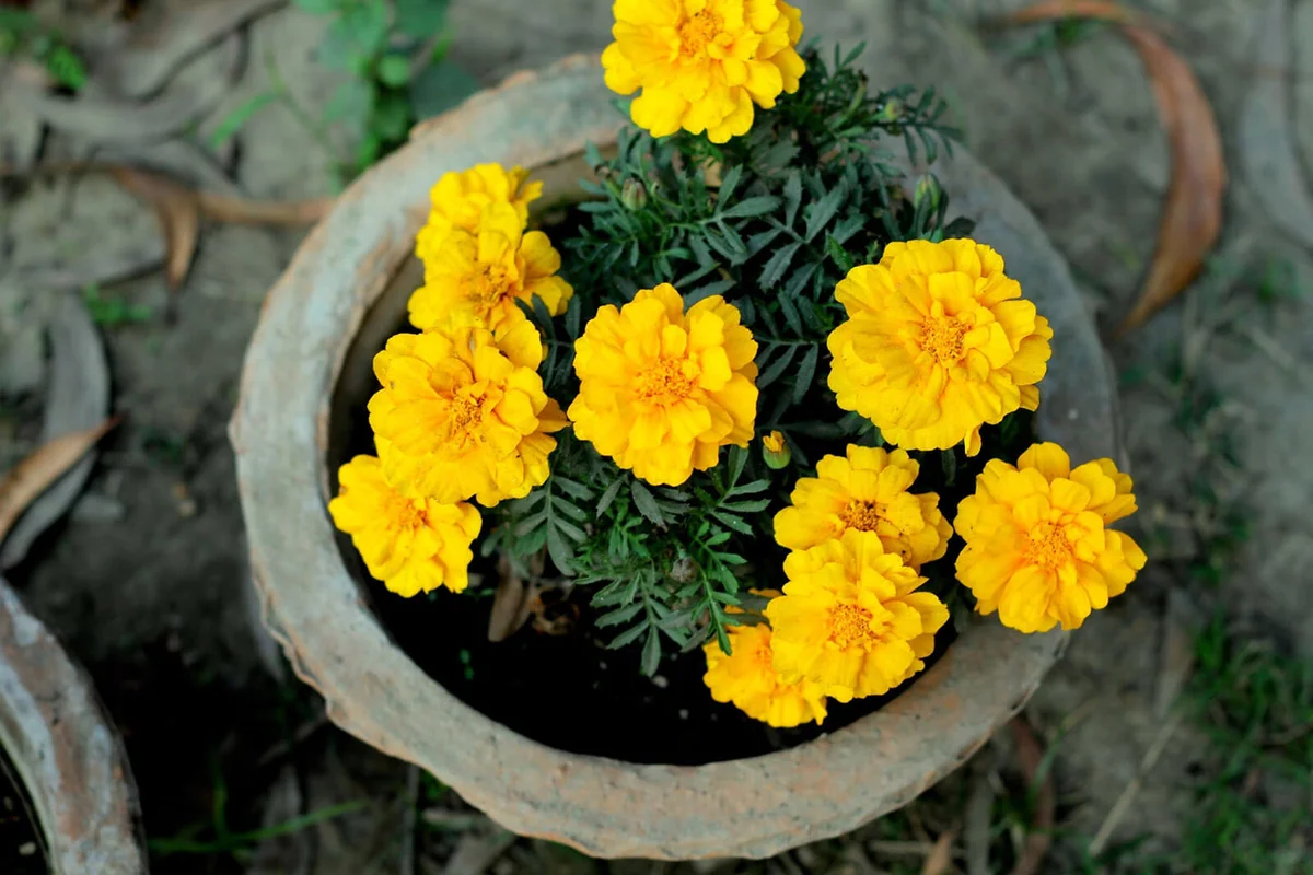 Marigold Flowers In Pot
