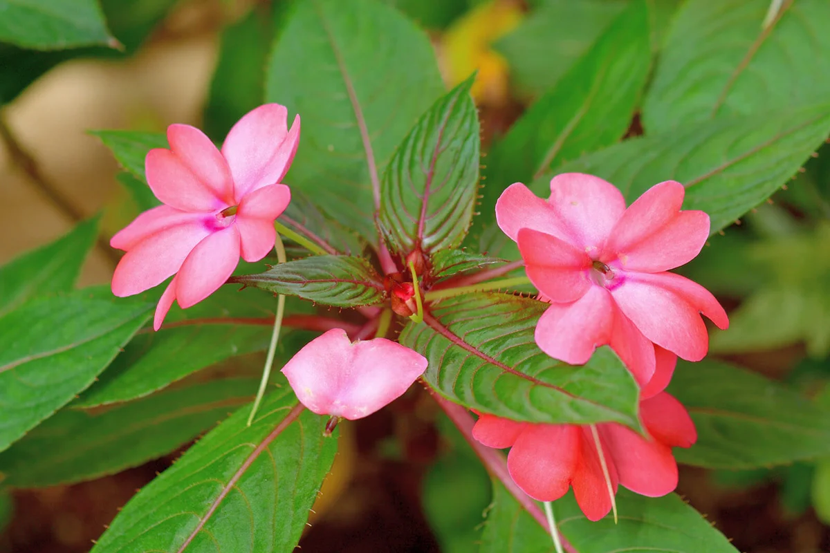 Sunpatiens / Impatiens flower