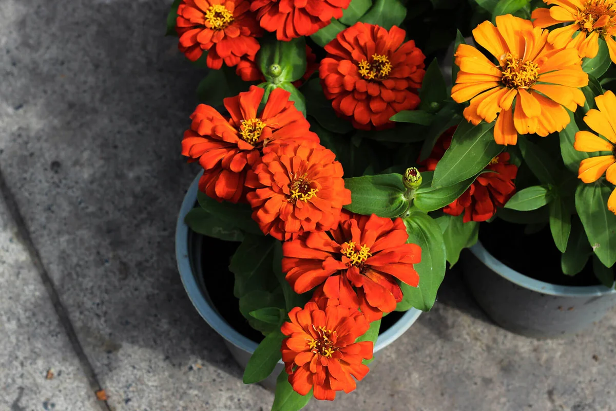 Orange Flowers Blooming On Potted Plant
