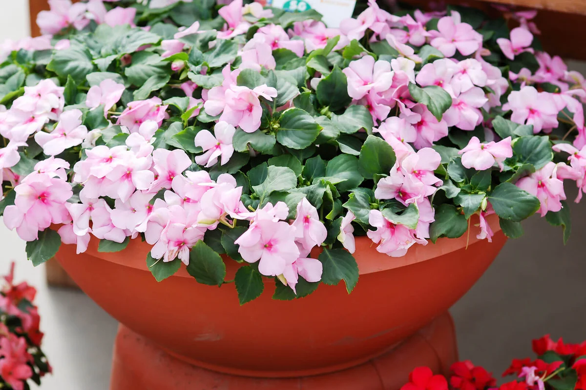 pink impatiens in potted, scientific name Impatiens walleriana flowers also called Balsam