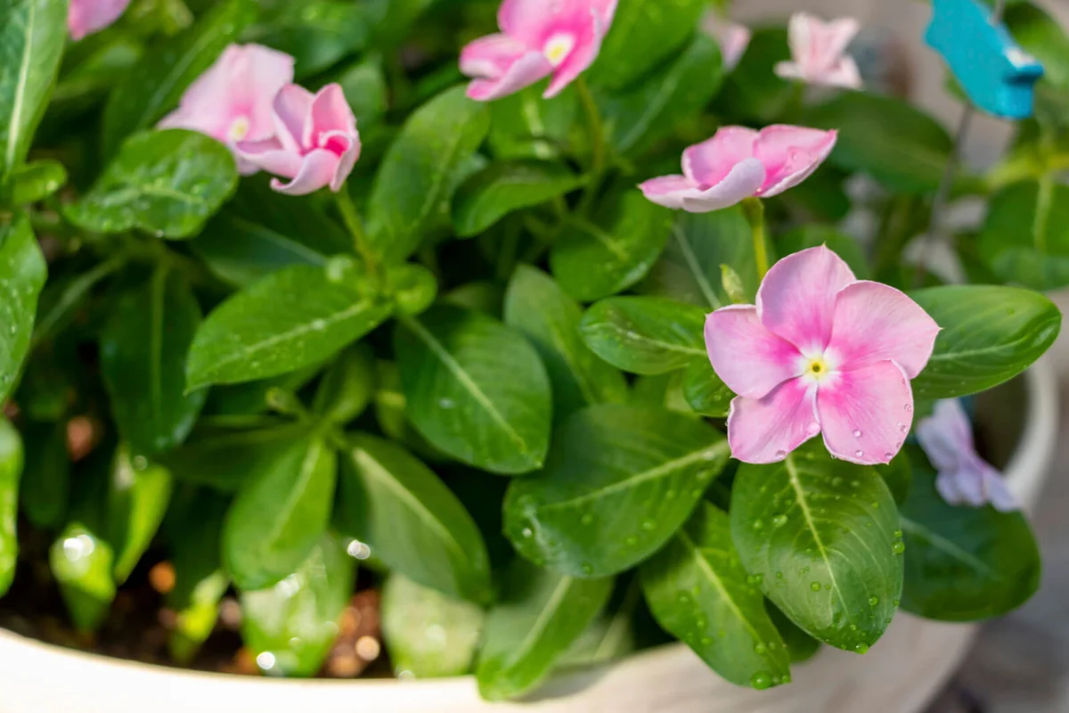 Group planting of Madagascar periwinkle