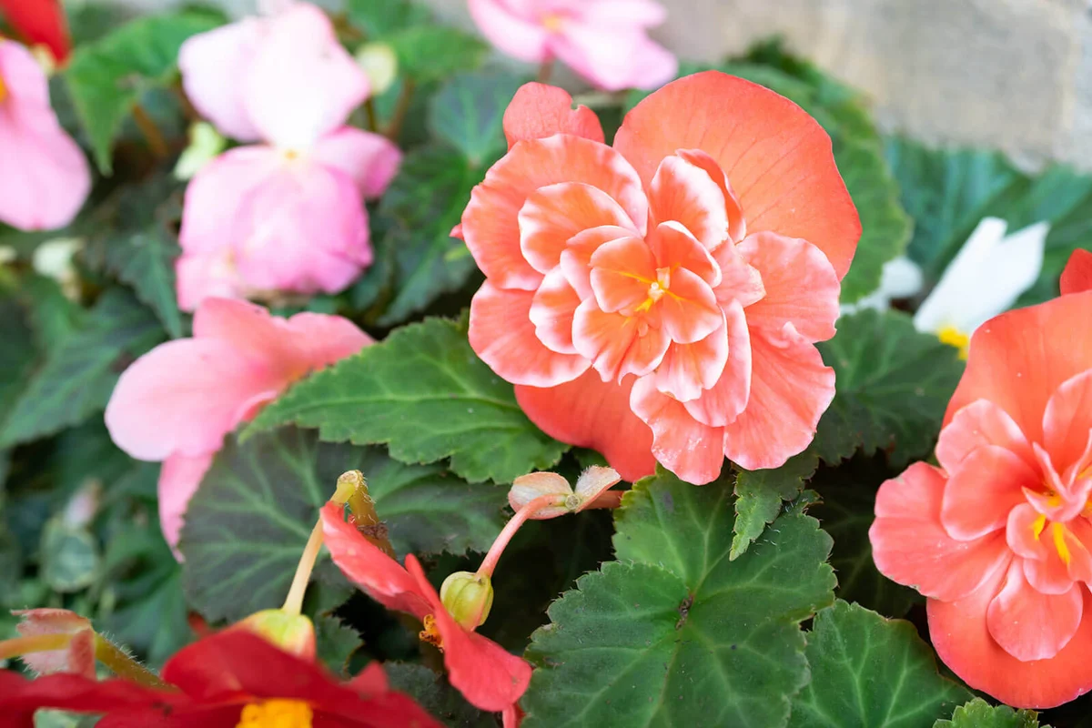 Double light red Begonia flower