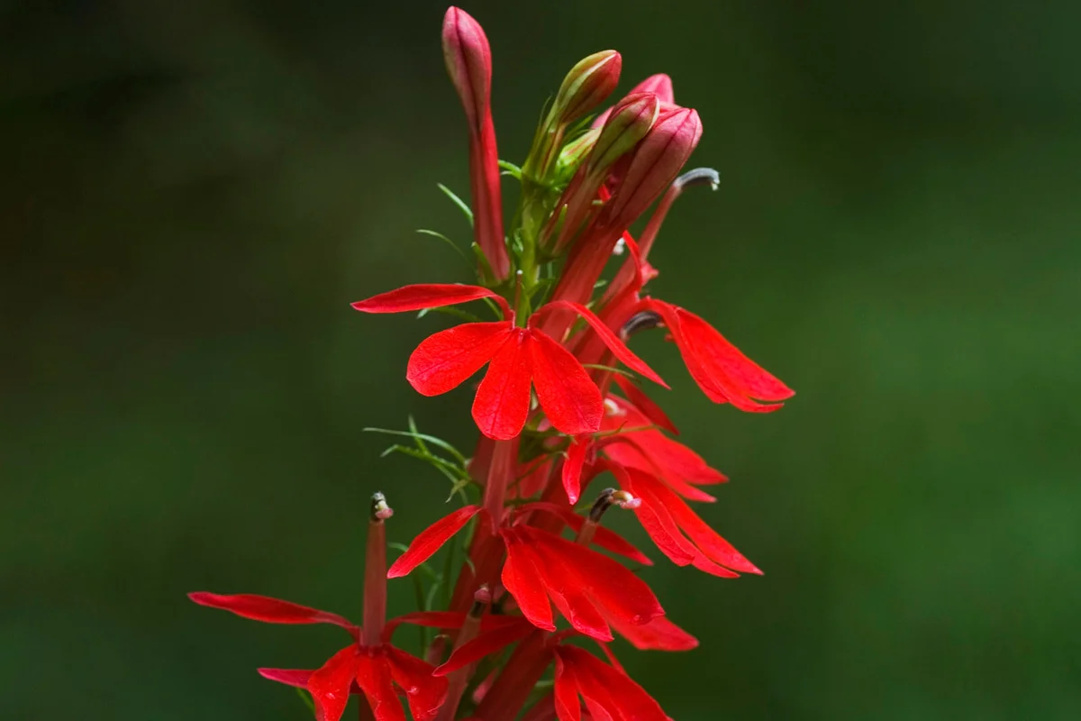 Cardinal Flower