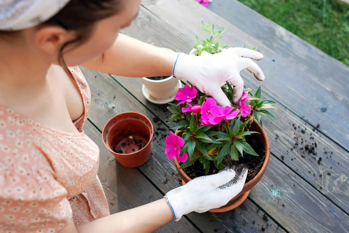 A Woman Replants An Impatiens In A New Po