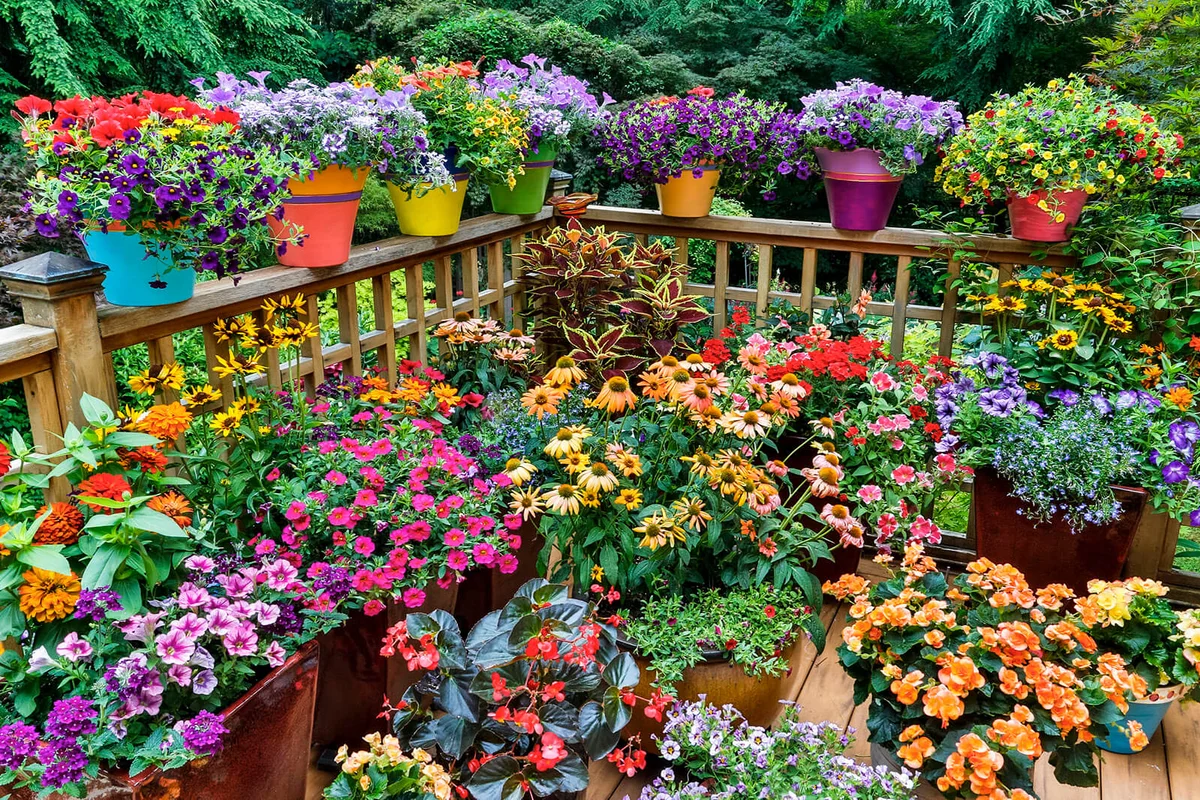 Colorful flowers and pots on deck