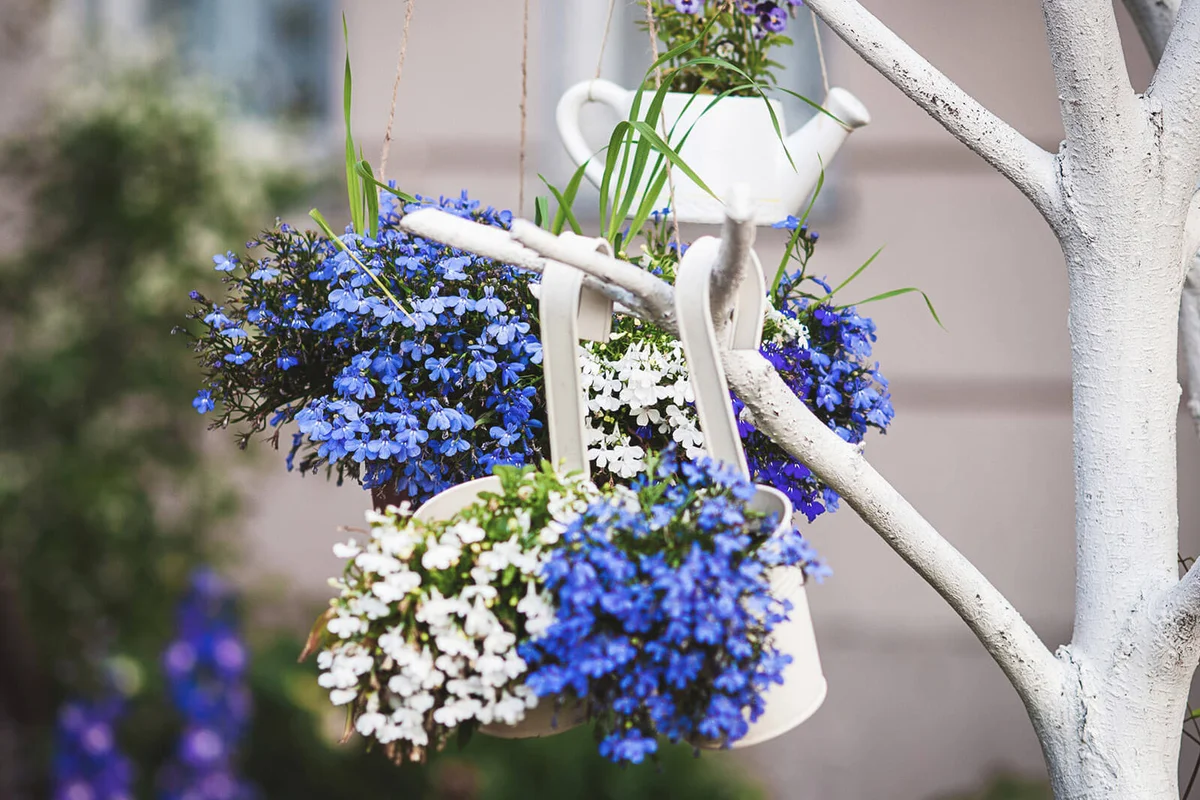 Blue white lobelia flowers in plant hangers growing outdoors