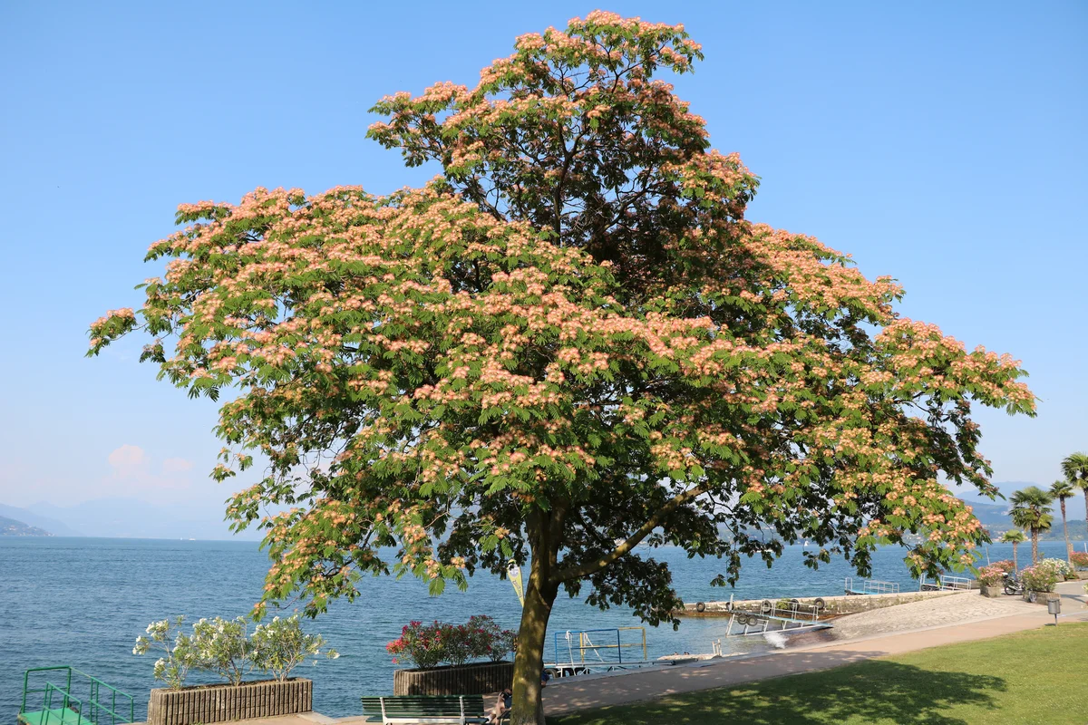 Mimosa Tree in Italy