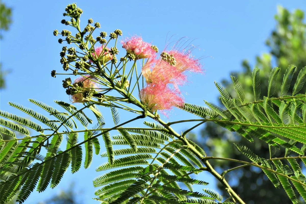 Albizia julibrissin Mimosa Tree bloom