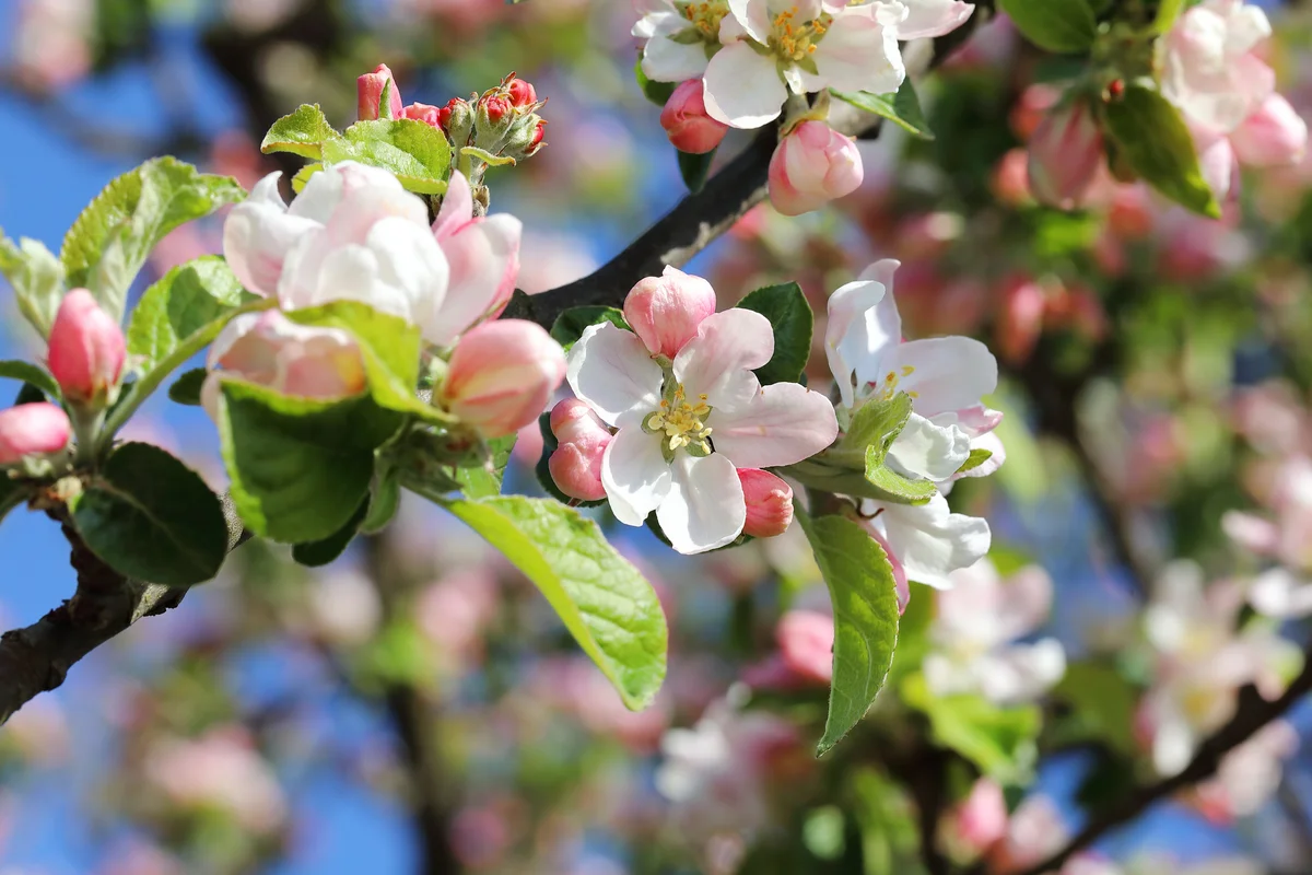 apple tree blossom