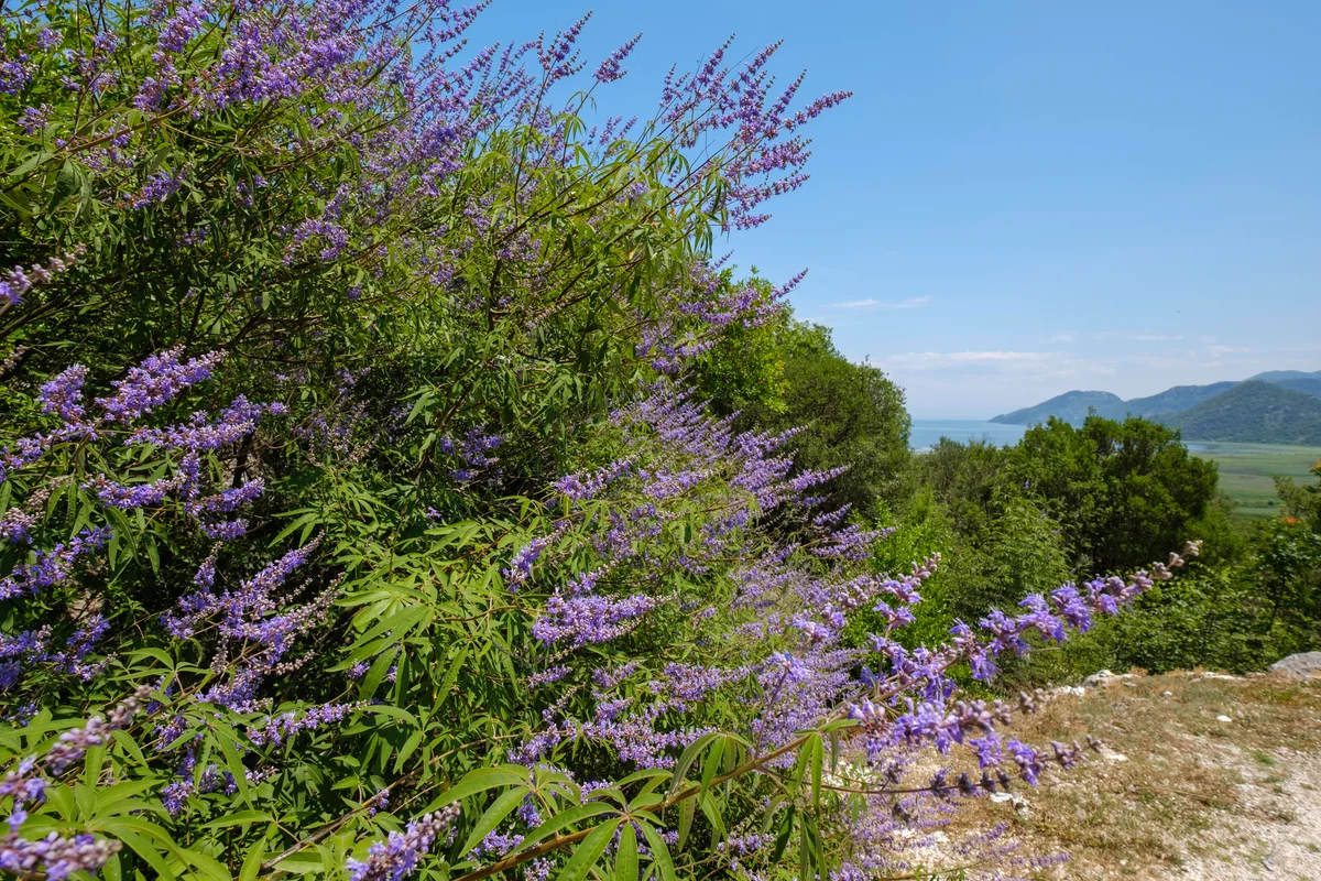 Chaste tree Vitex agnus-castus