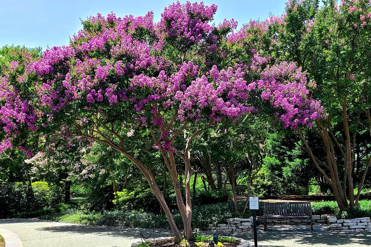Crape Myrtle