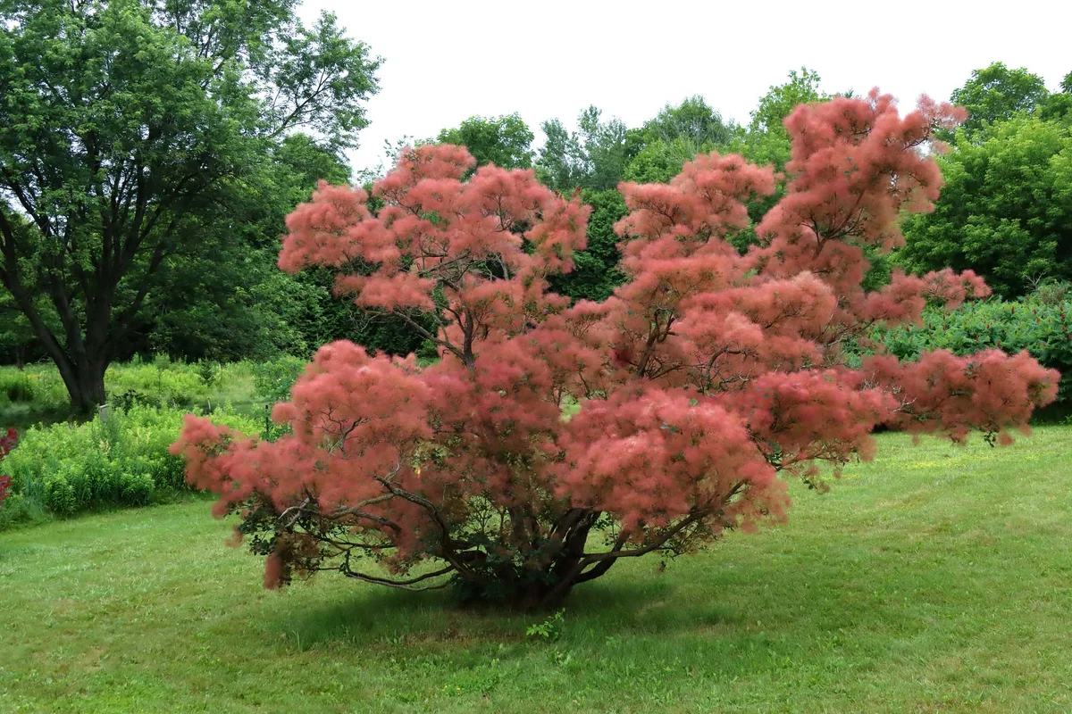 Cotinus coggygria smoke tree