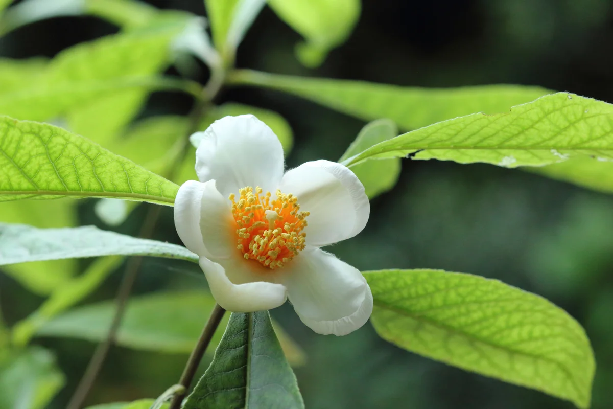 Franklinia tree bloom flower