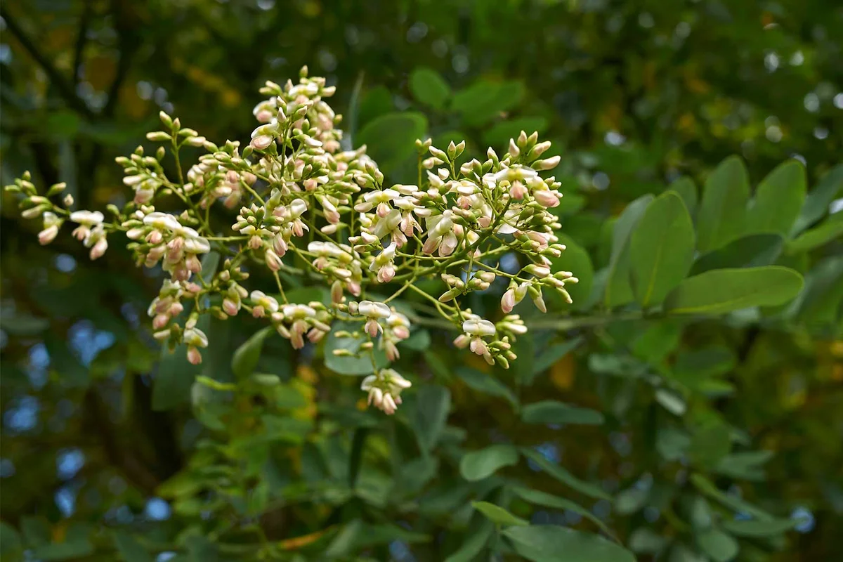 Styphnolobium japonicum bloom