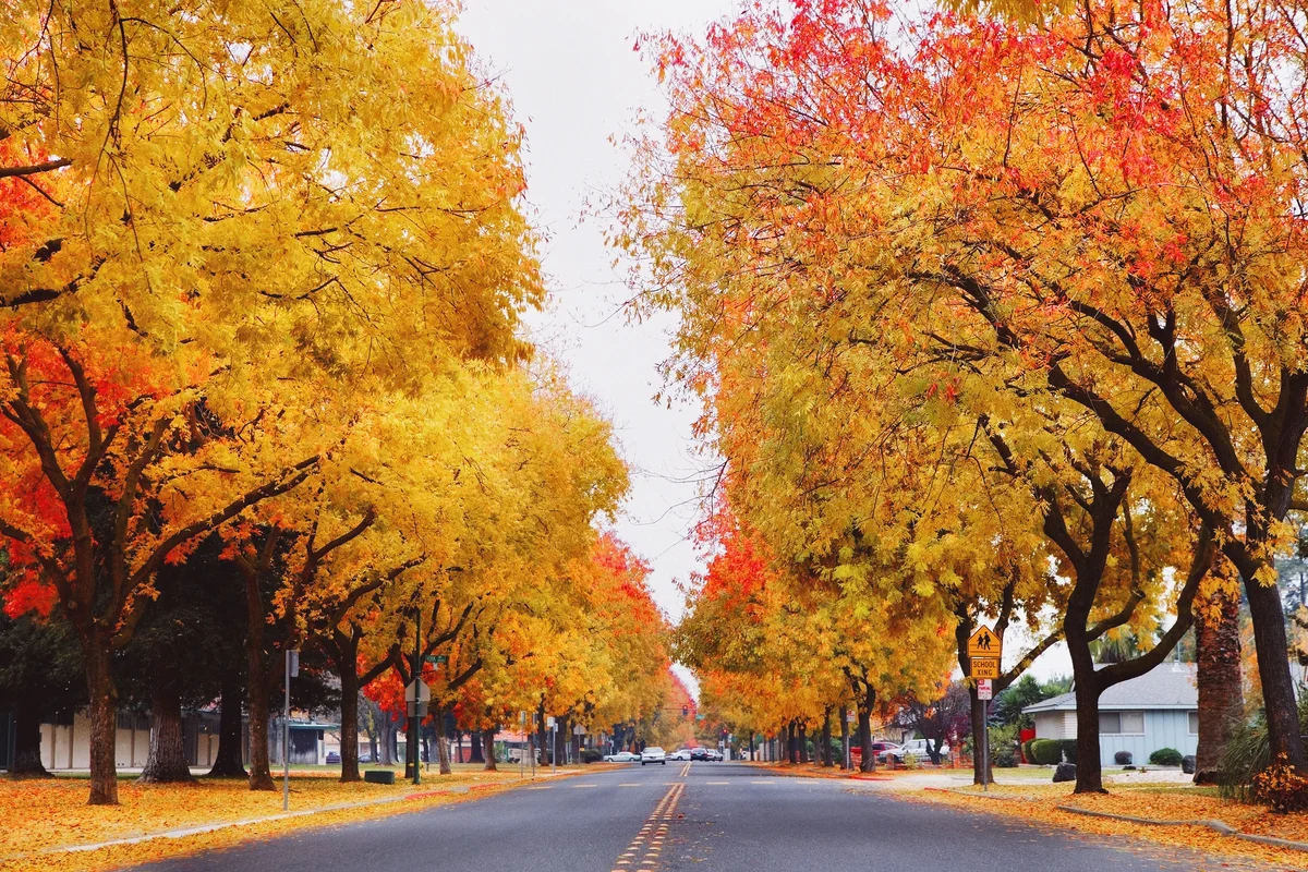 Road with Ash trees in the fall