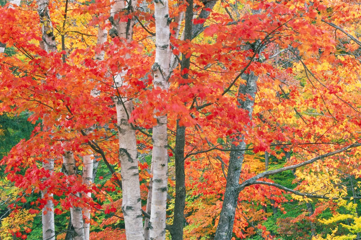 Birch trees in the fall