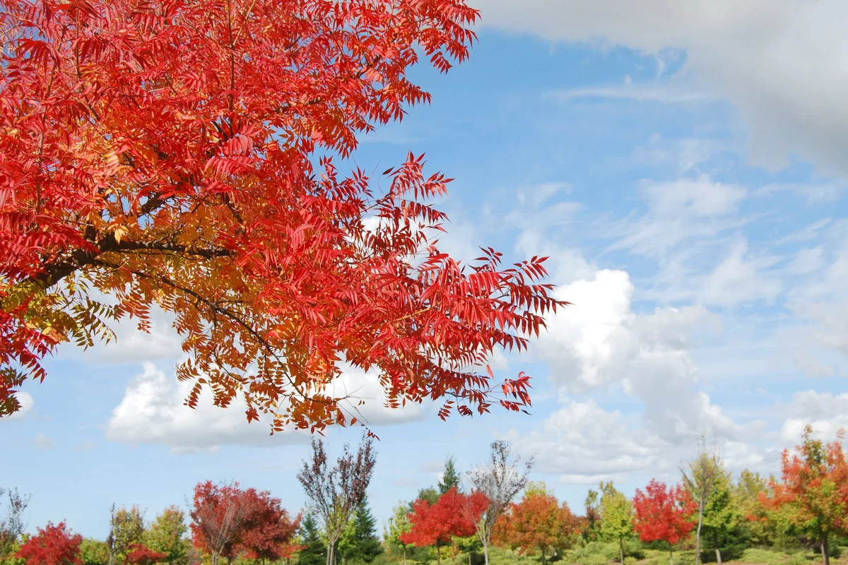 Vivid colors of the Chinese Pistache in Autumn