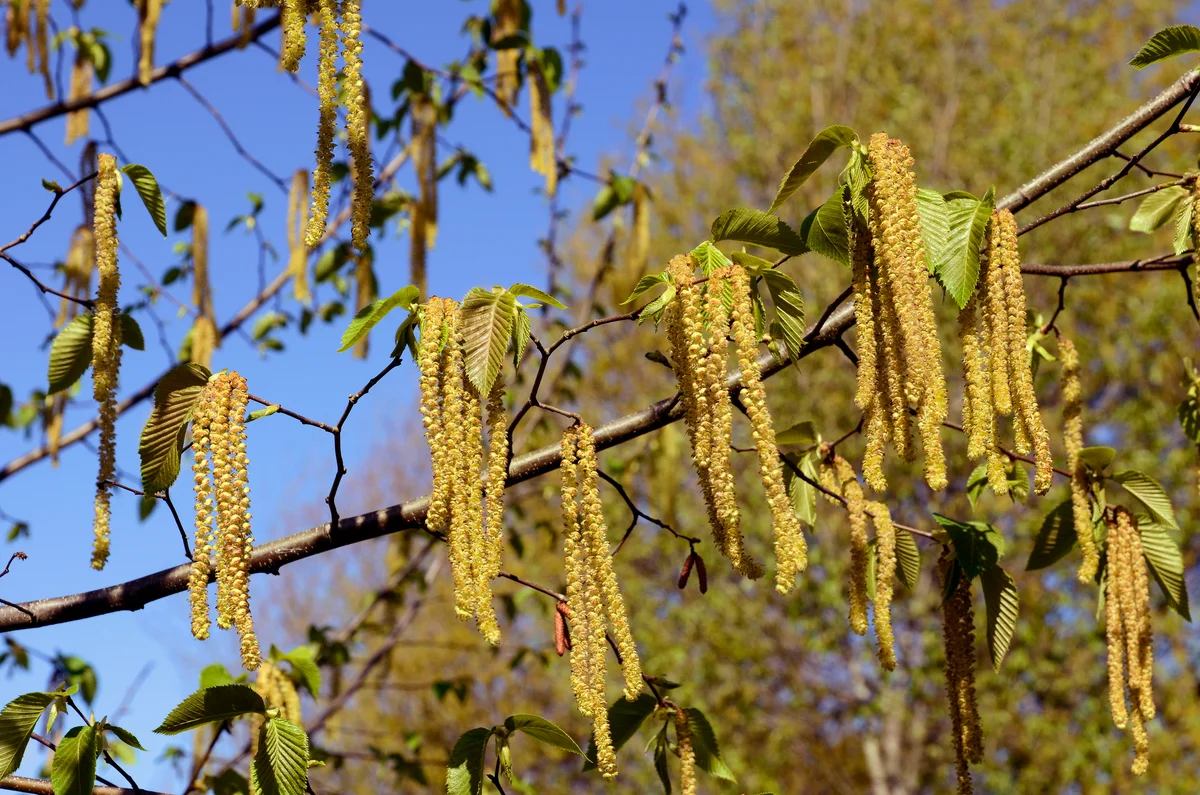 Flowers of Ostrya virginiana