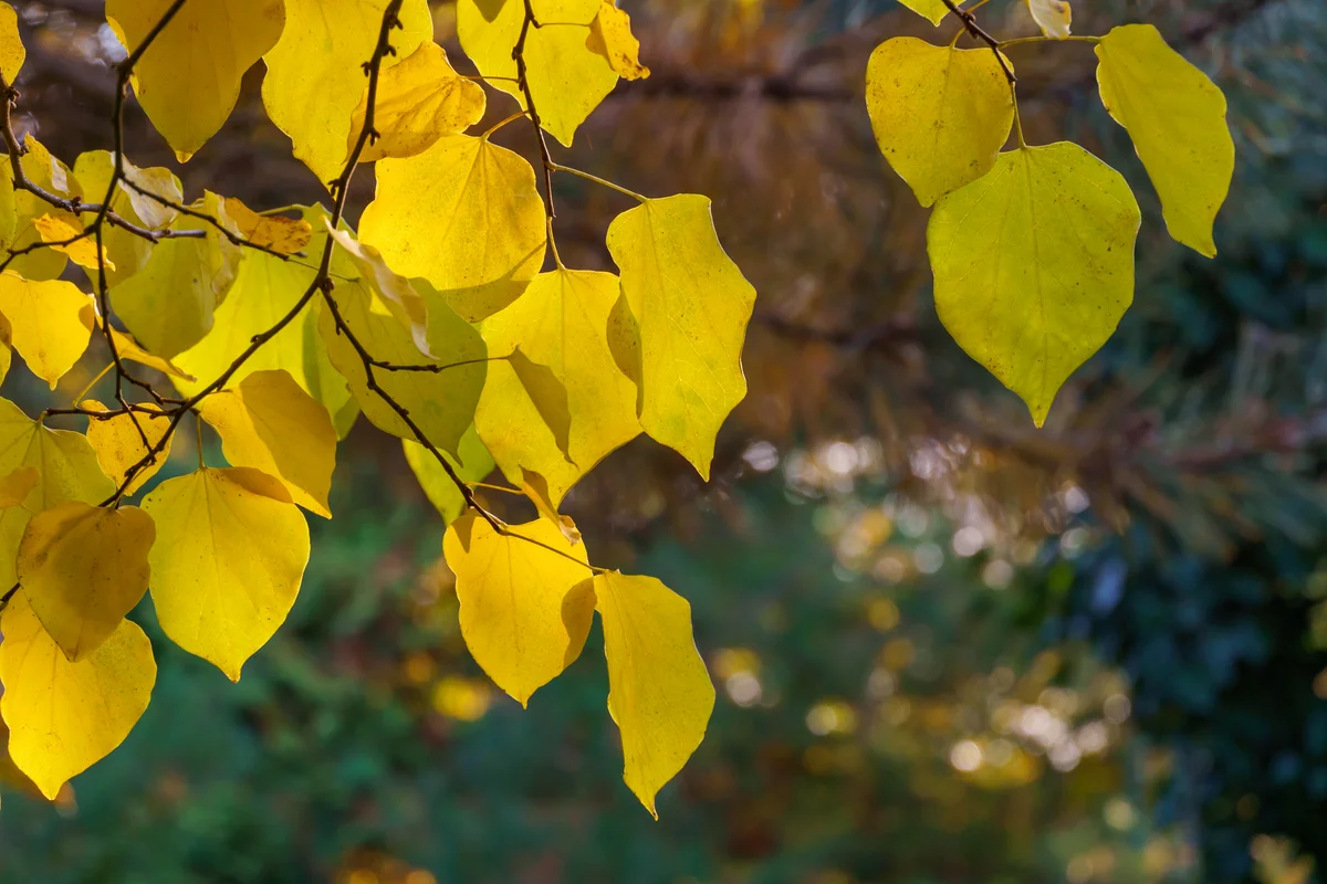 Golden autumn leaves of Eastern Redbud tree