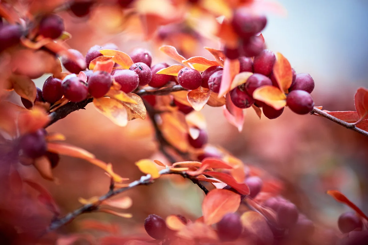Flowering Dogwood Leaves and red berries in the fall