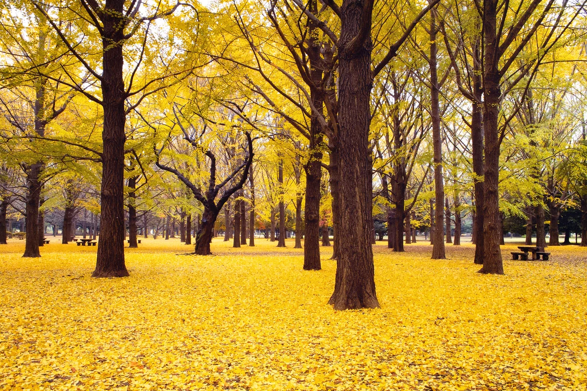 Fall Ginkgo Tree