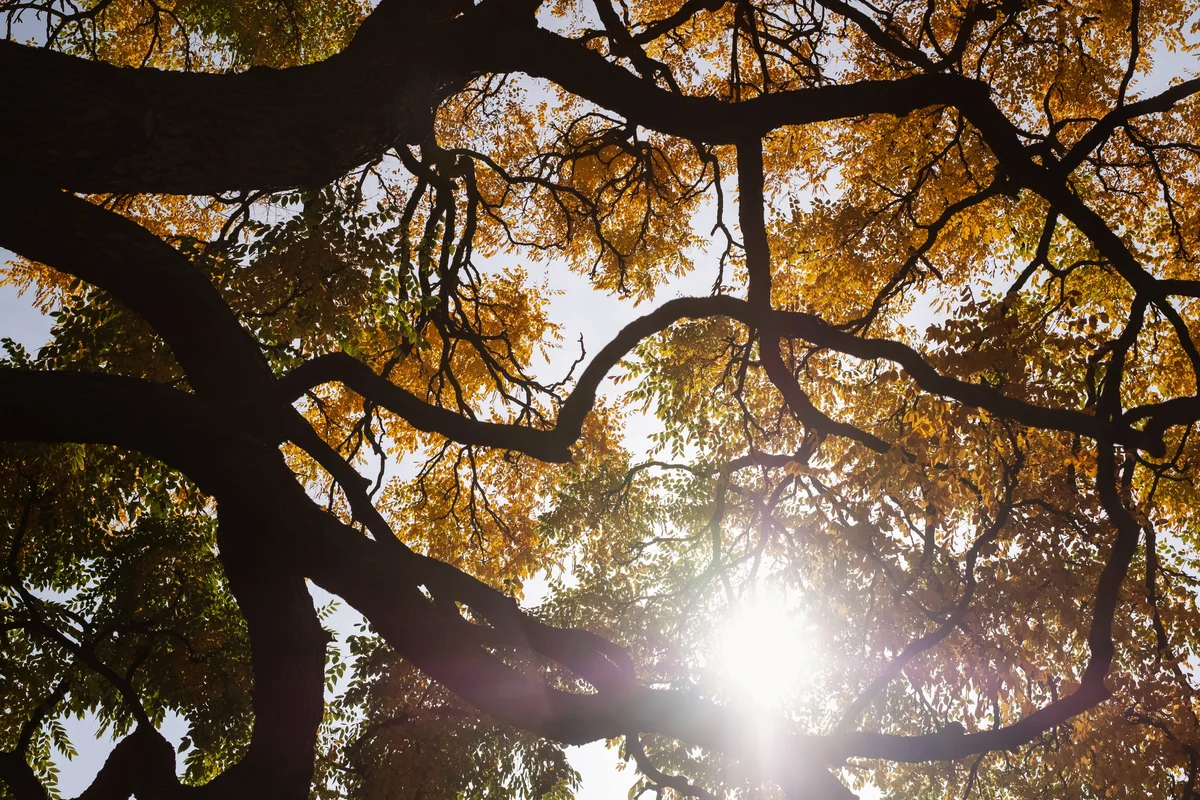 Leaves with autumn colors of the Gymnocladus Dioicus tree
