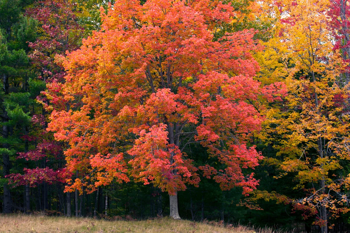 Red Maple in autumn