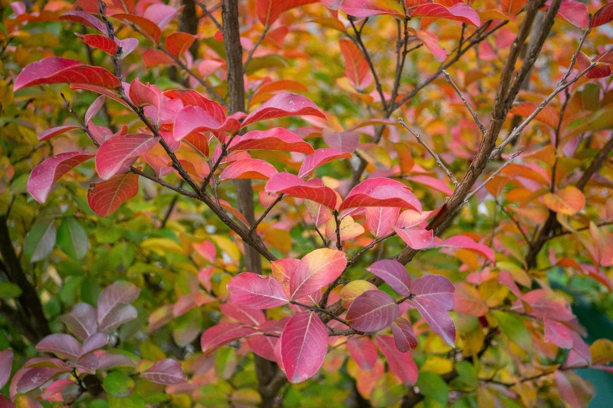 Autumn colour on a crepe myrtle tree