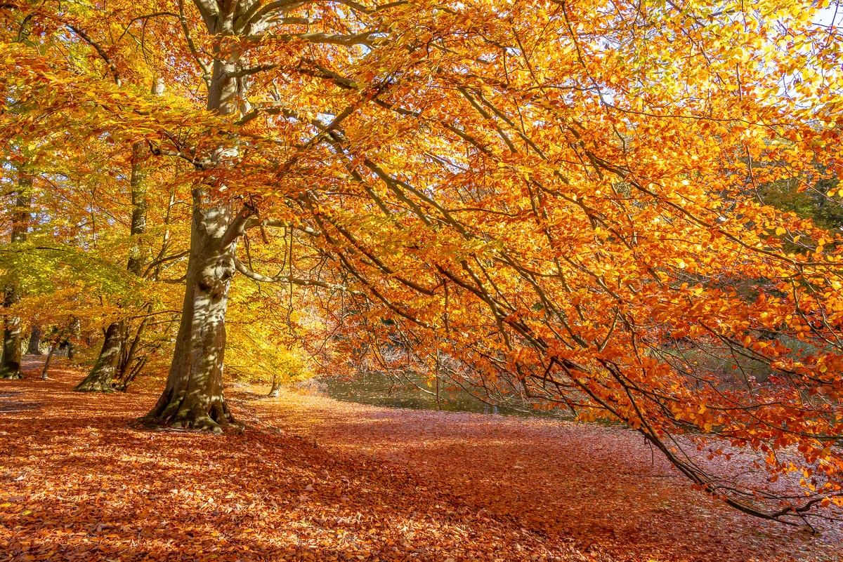 Oak trees in autumn