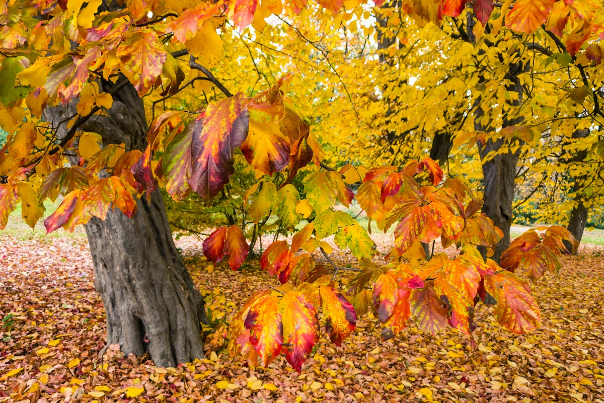 Persian ironwood tree with autumnal leaves